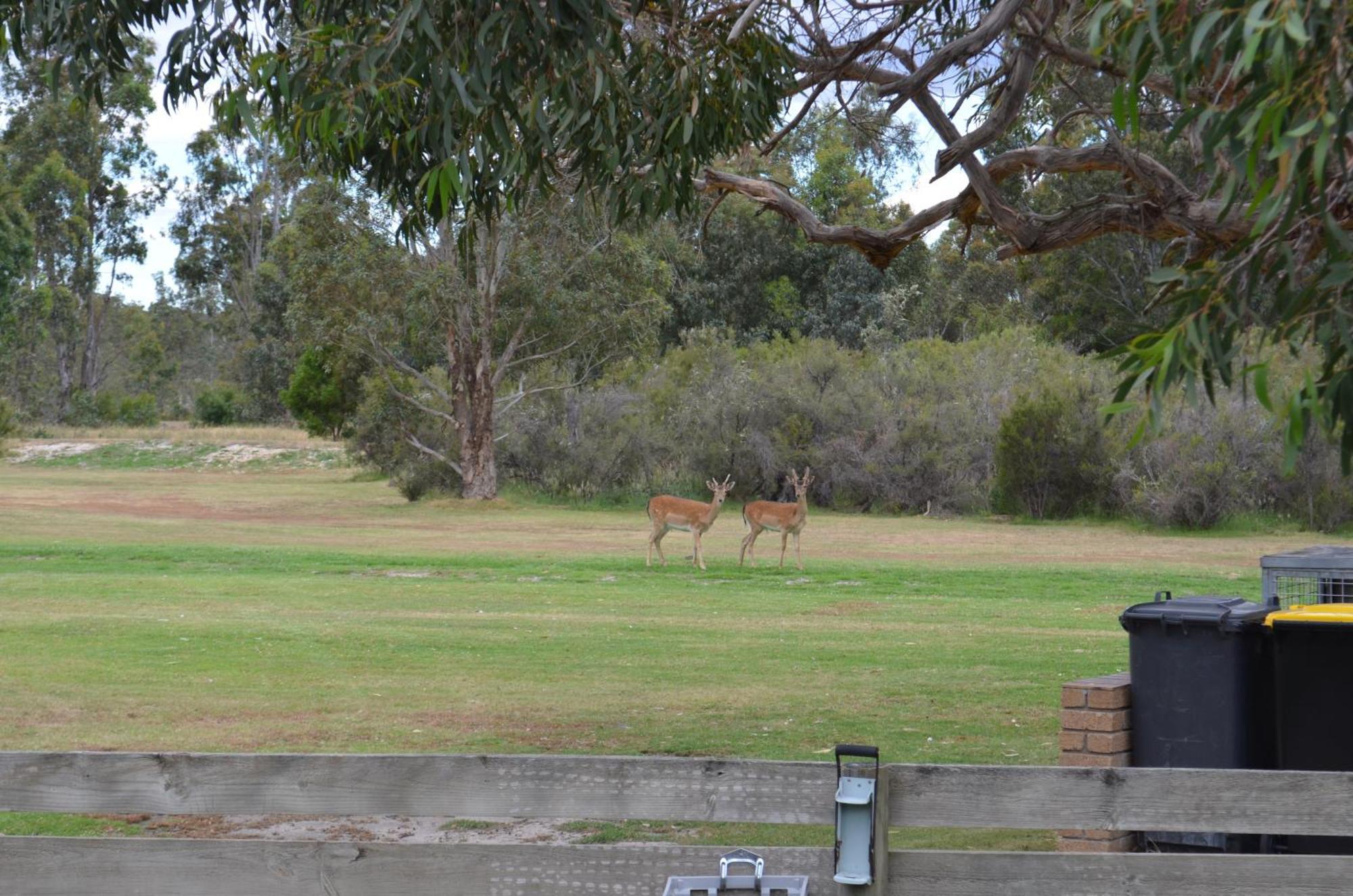 Mountain View Motor Inn & Holiday Lodges Halls Gap Exterior foto