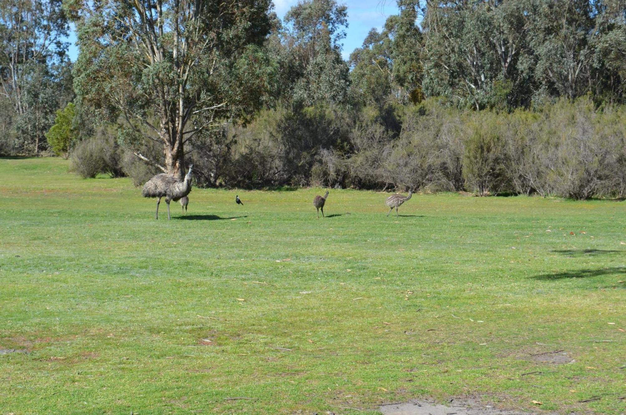 Mountain View Motor Inn & Holiday Lodges Halls Gap Exterior foto
